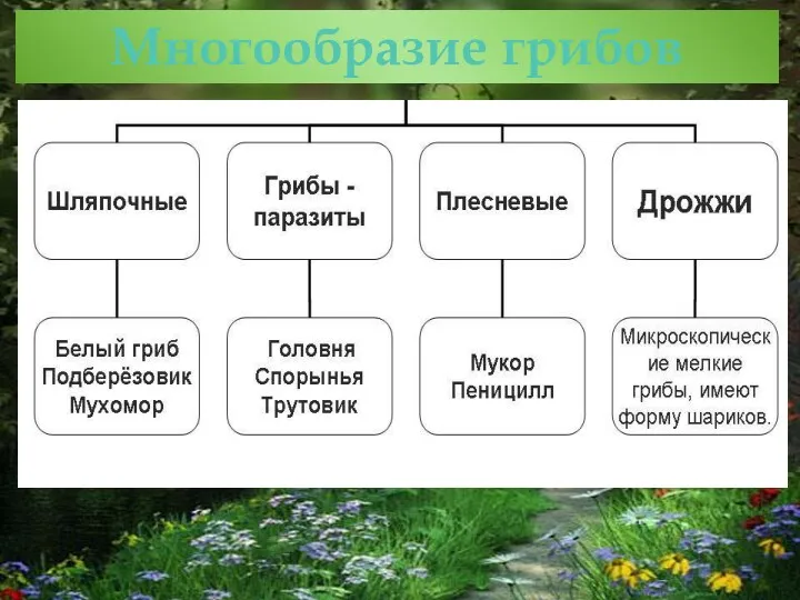 Многообразие грибов