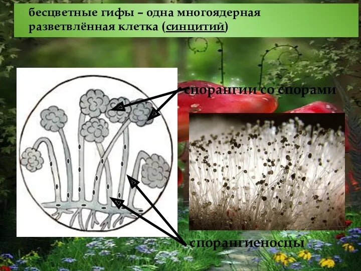 спорангиеносцы спорангии со спорами бесцветные гифы – одна многоядерная разветвлённая клетка (синцитий)