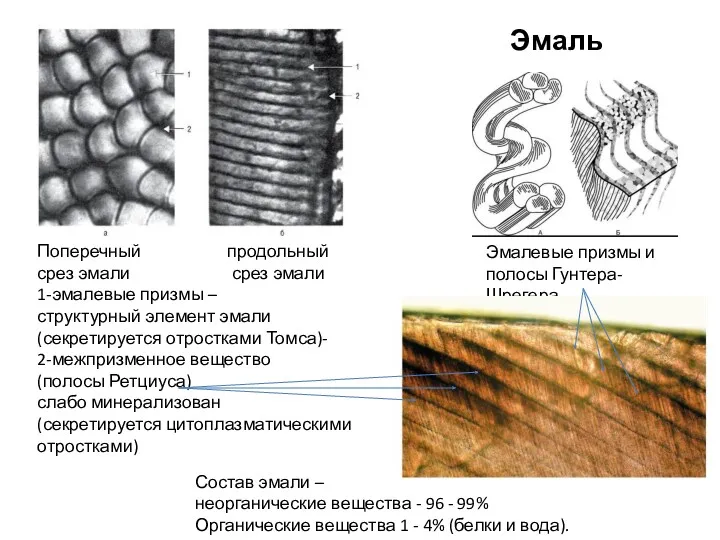 Эмаль Поперечный продольный срез эмали срез эмали 1-эмалевые призмы – структурный элемент эмали