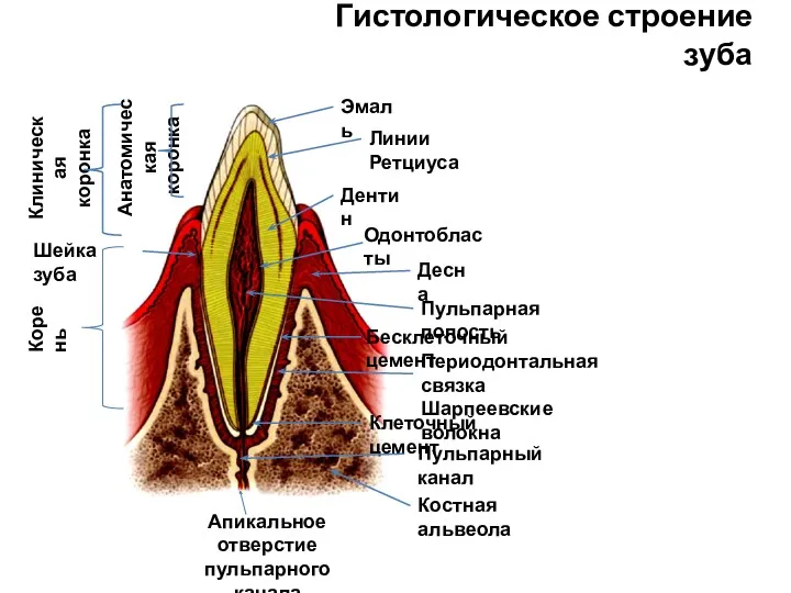 Гистологическое строение зуба