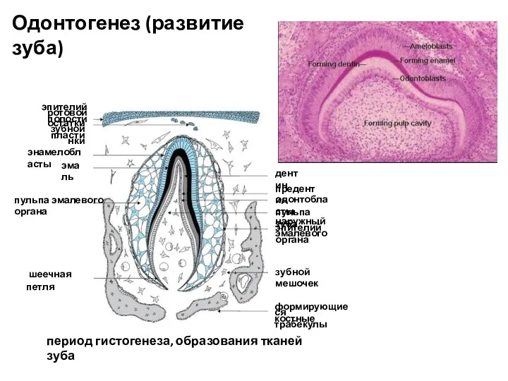 Одонтогенез (развитие зуба) период гистогенеза, образования тканей зуба