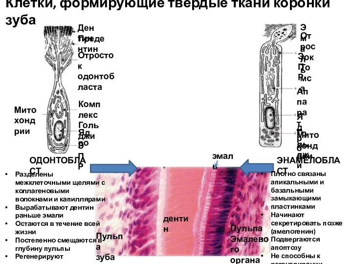 Клетки, формирующие твердые ткани коронки зуба ОДОНТОБЛАСТ ЭНАМЕЛОБЛАСТ Пульпа зуба