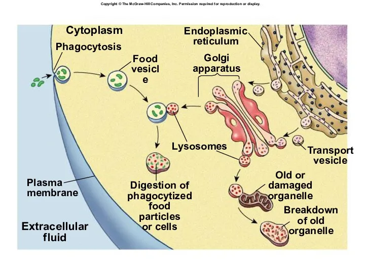 Cytoplasm Phagocytosis Food vesicle Golgi apparatus Lysosomes Plasma membrane Digestion