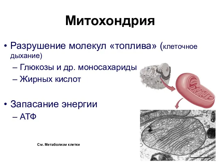 Митохондрия Разрушение молекул «топлива» (клеточное дыхание) Глюкозы и др. моносахариды