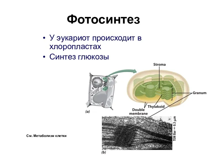 Фотосинтез У эукариот происходит в хлоропластах Синтез глюкозы См. Метаболизм клетки