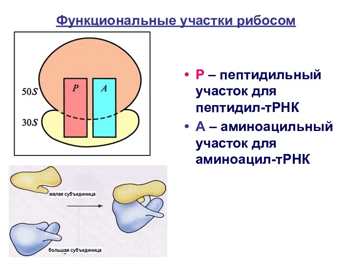 Функциональные участки рибосом Р – пептидильный участок для пептидил-тРНК А – аминоацильный участок для аминоацил-тРНК