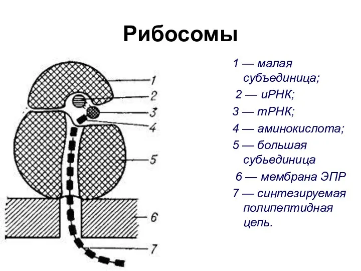 Рибосомы 1 — малая субъединица; 2 — иРНК; 3 —