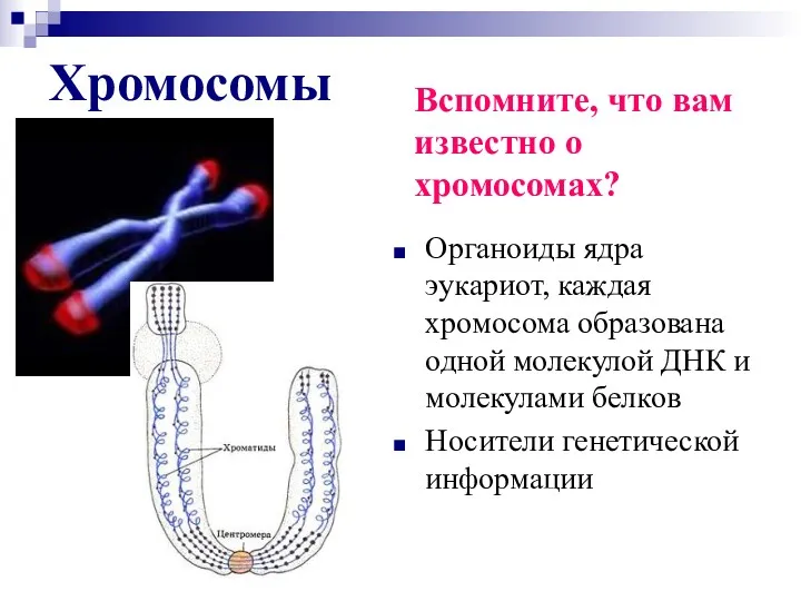 Хромосомы Органоиды ядра эукариот, каждая хромосома образована одной молекулой ДНК