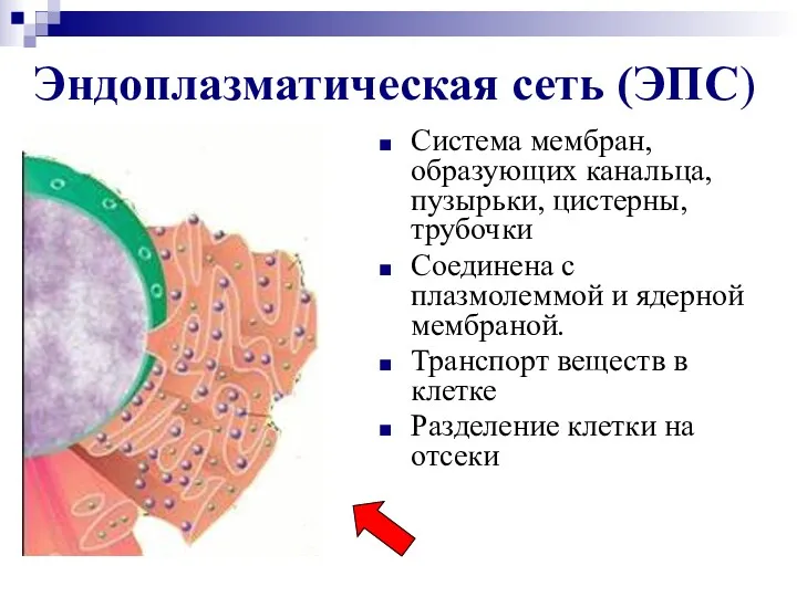 Эндоплазматическая сеть (ЭПС) Система мембран, образующих канальца, пузырьки, цистерны, трубочки