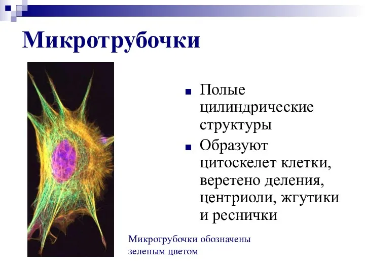 Микротрубочки Полые цилиндрические структуры Образуют цитоскелет клетки, веретено деления, центриоли,