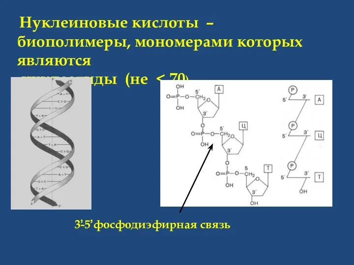 Нуклеиновые кислоты – биополимеры, мономерами которых являются нуклеотиды (не 3̕-5̕ фосфодиэфирная связь