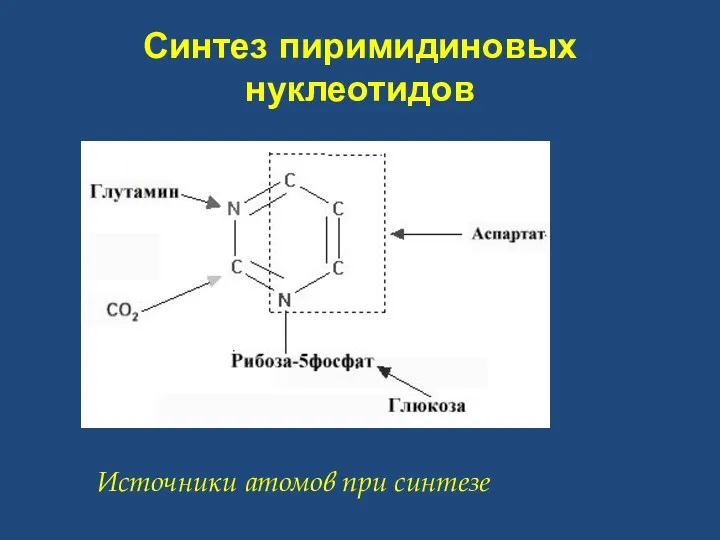 Синтез пиримидиновых нуклеотидов Источники атомов при синтезе