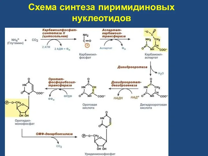 Схема синтеза пиримидиновых нуклеотидов