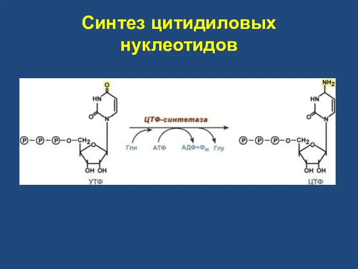 Синтез цитидиловых нуклеотидов
