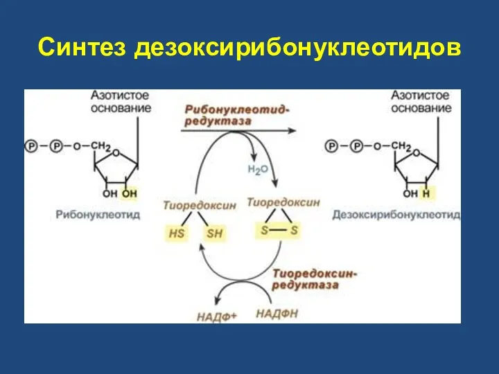 Синтез дезоксирибонуклеотидов