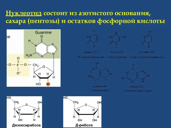 Нуклеотид состоит из азотистого основания, сахара (пентозы) и остатков фосфорной кислоты