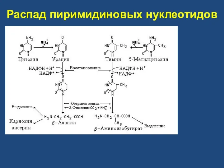 Распад пиримидиновых нуклеотидов