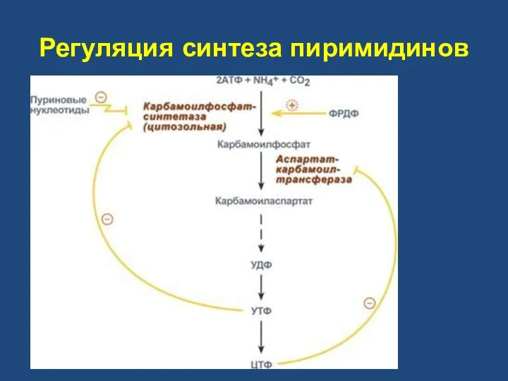 Регуляция синтеза пиримидинов