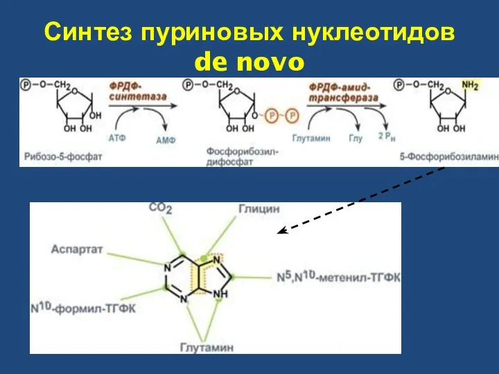 Синтез пуриновых нуклеотидов de novo