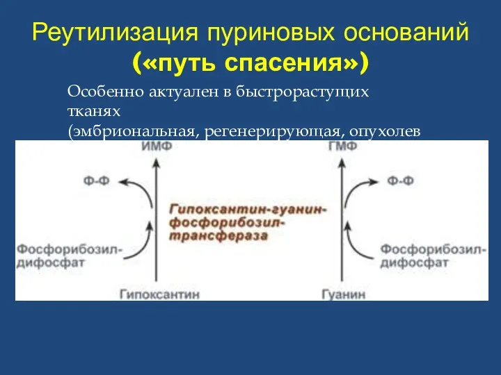 Реутилизация пуриновых оснований («путь спасения») Особенно актуален в быстрорастущих тканях (эмбриональная, регенерирующая, опухолевая),