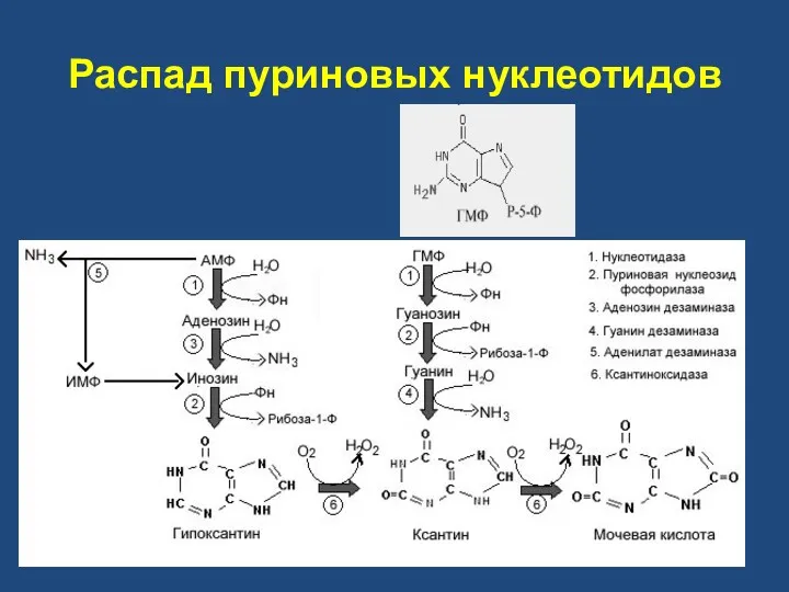 Распад пуриновых нуклеотидов