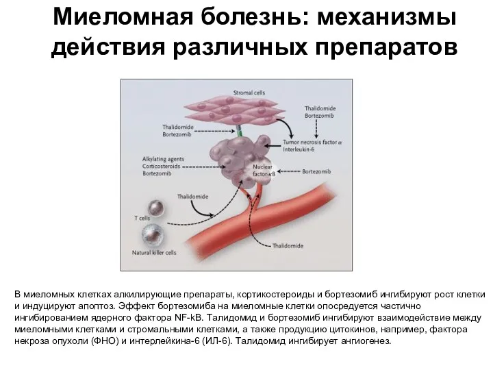 Миеломная болезнь: механизмы действия различных препаратов В миеломных клетках алкилирующие препараты, кортикостероиды и