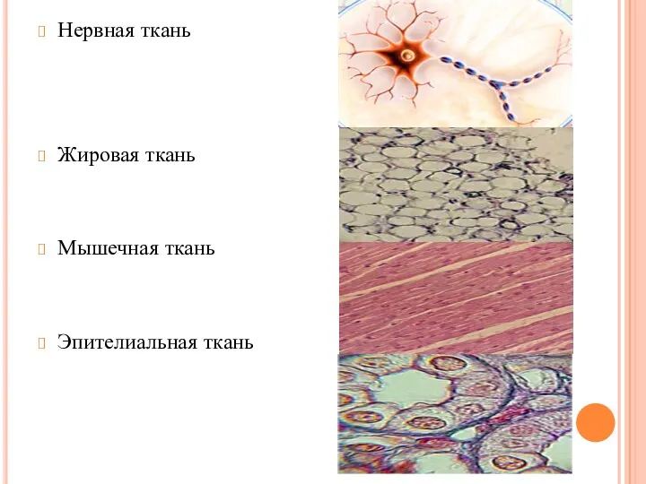 Нервная ткань Жировая ткань Мышечная ткань Эпителиальная ткань