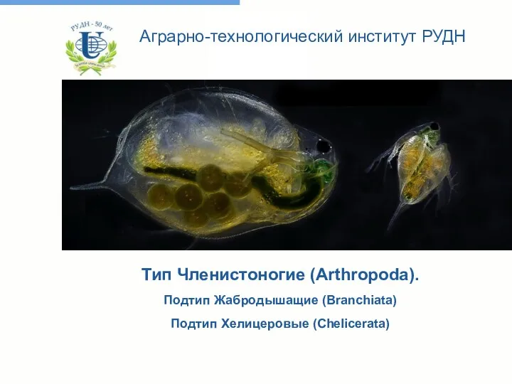 Тип Членистоногие (Arthropoda). Подтип Жабродышащие (Branchiata) Подтип Хелицеровые (Chelicerata) Аграрно-технологический институт РУДН