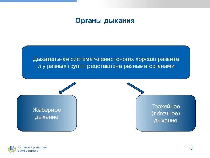 Органы дыхания Дыхательная система членистоногих хорошо развита и у разных групп представлена разными