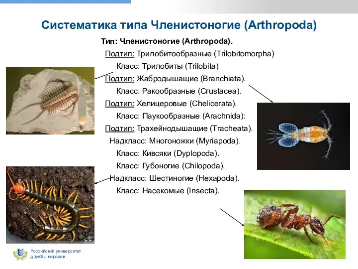 Систематика типа Членистоногие (Arthropoda) Тип: Членистоногие (Arthropoda). Подтип: Трилобитообразные (Trilobitomorpha)