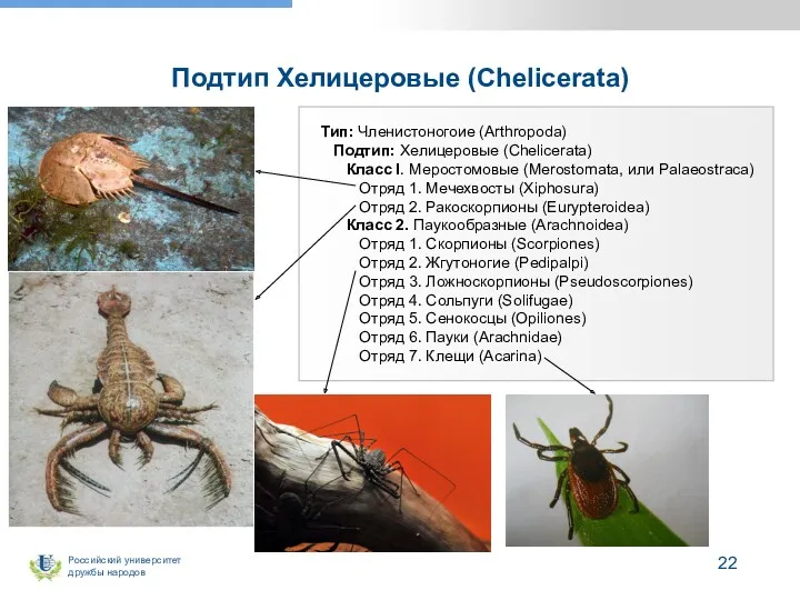 Подтип Хелицеровые (Chelicerata) Тип: Членистоногоие (Arthropoda) Подтип: Хелицеровые (Chelicerata) Класс I. Меростомовые (Merostomata,