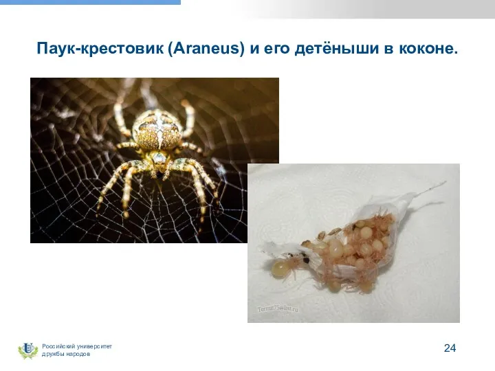 Паук-крестовик (Araneus) и его детёныши в коконе.