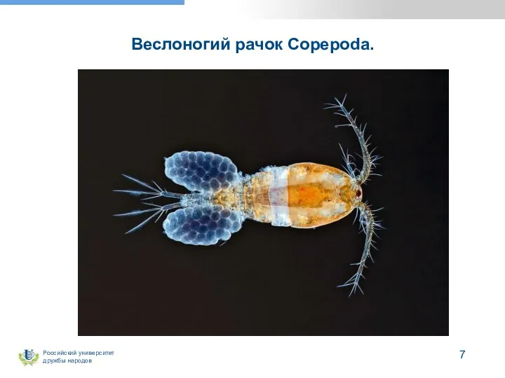 Веслоногий рачок Copepoda.