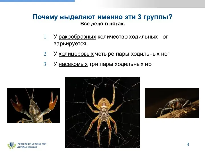 Почему выделяют именно эти 3 группы? Всё дело в ногах. У ракообразных количество