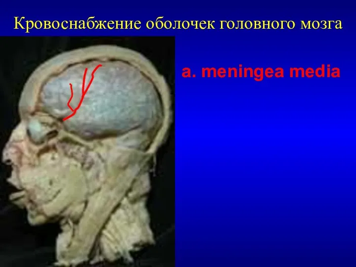 Кровоснабжение оболочек головного мозга a. meningea media