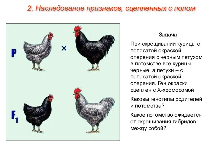 Задача: При скрещивании курицы с полосатой окраской оперения с черным