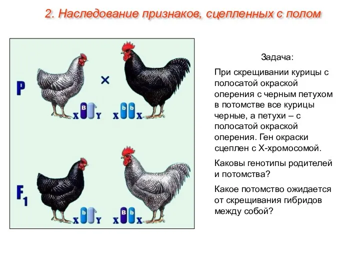 Задача: При скрещивании курицы с полосатой окраской оперения с черным