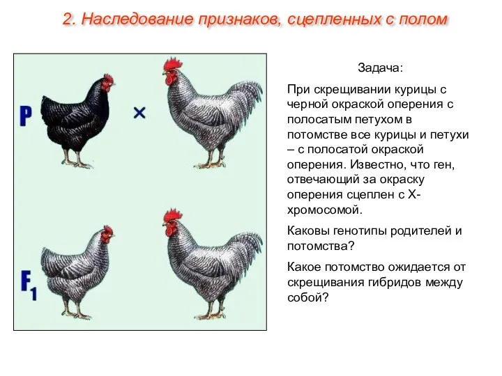 Задача: При скрещивании курицы с черной окраской оперения с полосатым