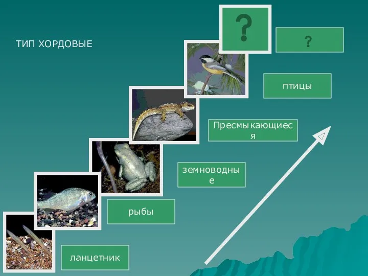 ланцетник рыбы земноводные Пресмыкающиеся птицы ТИП ХОРДОВЫЕ