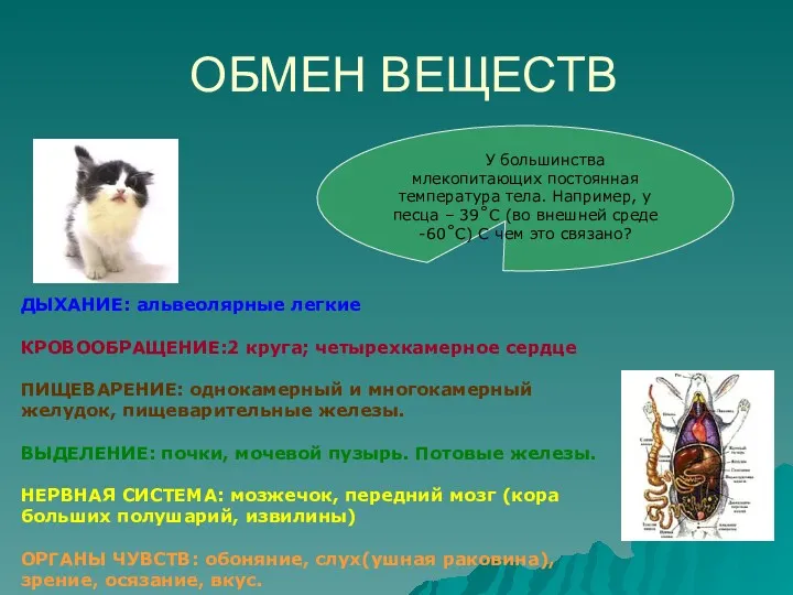 ОБМЕН ВЕЩЕСТВ ДЫХАНИЕ: альвеолярные легкие КРОВООБРАЩЕНИЕ:2 круга; четырехкамерное сердце ПИЩЕВАРЕНИЕ: