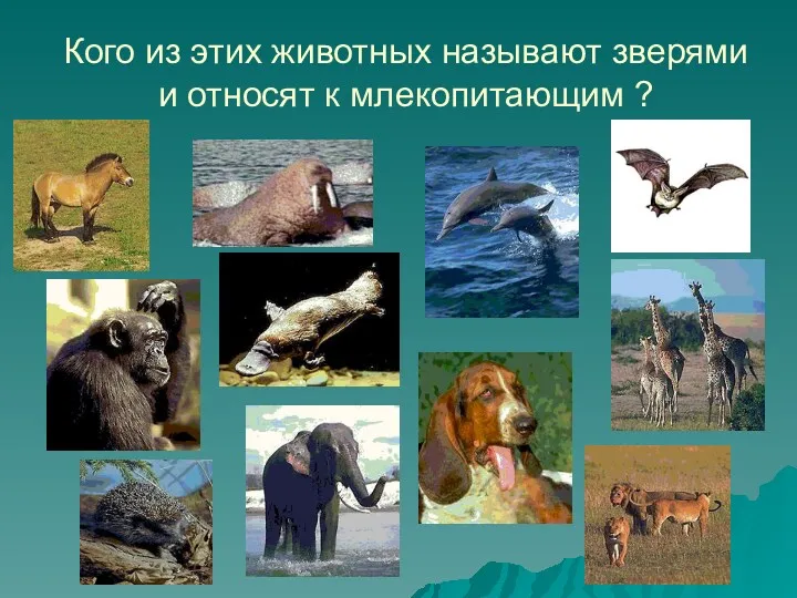 Кого из этих животных называют зверями и относят к млекопитающим ?