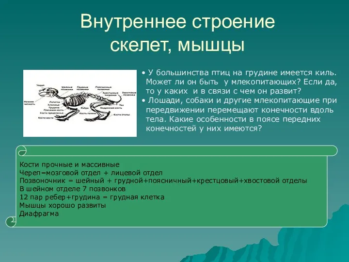 Внутреннее строение скелет, мышцы У большинства птиц на грудине имеется