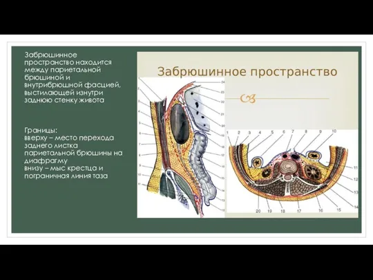 Забрюшинное пространство находится между париетальной брюшиной и внутрибрюшной фасцией, выстилающей изнутри заднюю стенку