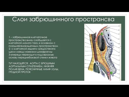 Слои забрюшинного пространсва 1 – забрюшинное клетчаточное пространство внизу сообщается с клетчаткой малого