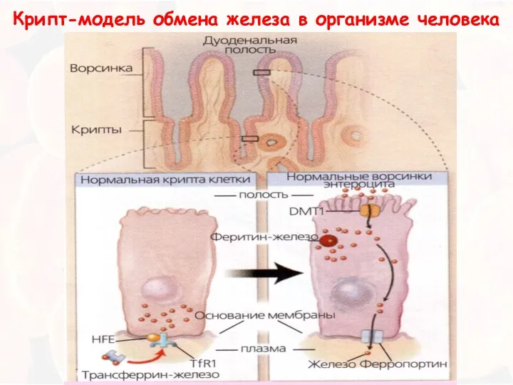 Крипт-модель обмена железа в организме человека