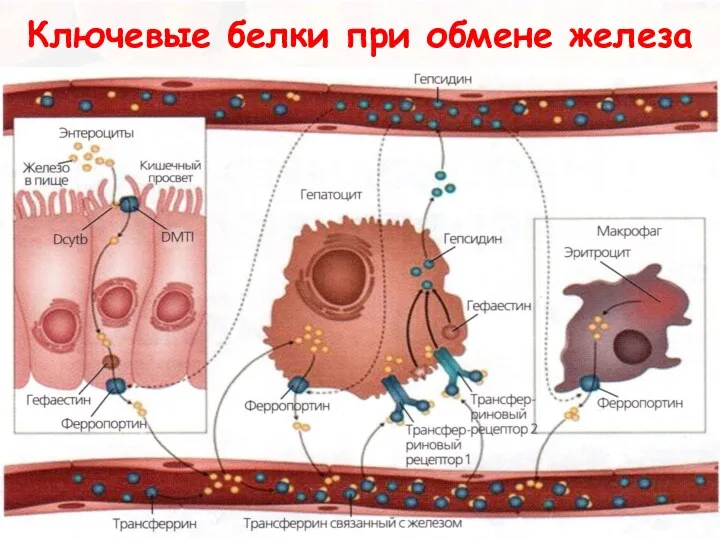 Ключевые белки при обмене железа