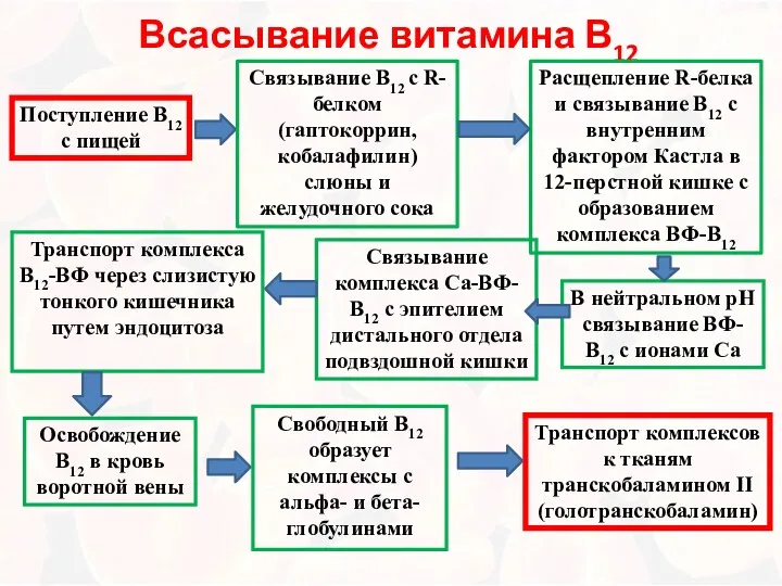 Всасывание витамина В12 Поступление В12 с пищей Расщепление R-белка и