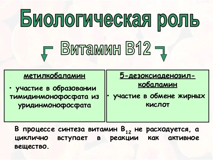 Витамин В12 метилкобаламин участие в образовании тимидинмонофосфата из уридинмонофосфата 5-дезоксиаденозил-кобаламин