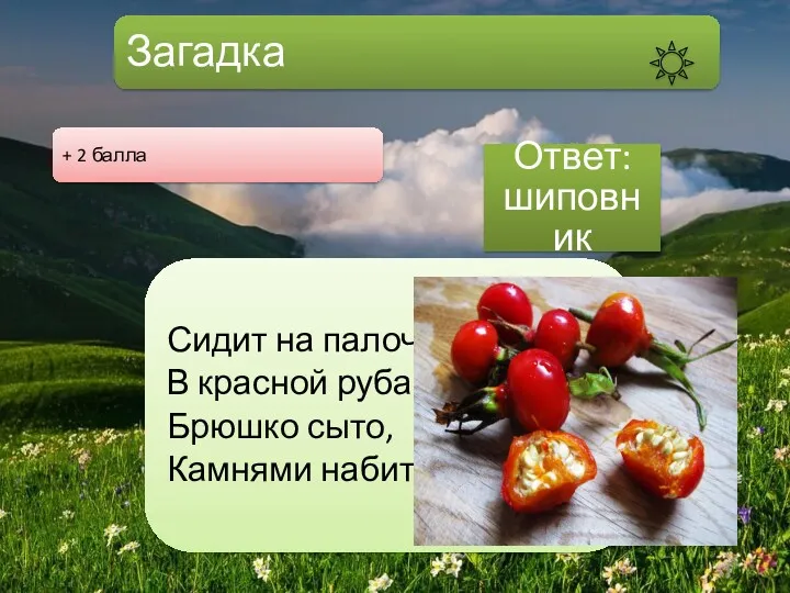 Загадка Сидит на палочке, В красной рубашечке, Брюшко сыто, Камнями набито. Ответ: шиповник + 2 балла