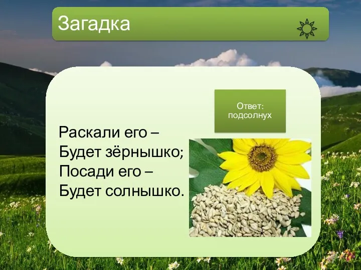 Загадка Раскали его – Будет зёрнышко; Посади его – Будет солнышко. Ответ: подсолнух